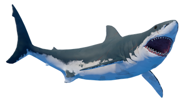 Shark1