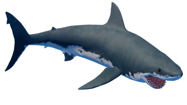 Shark_4